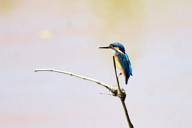 A Common Kingfisher waiting for its prey in Nagaon District of Assam, India on October 9, 2023. (Photo by Anuwar Hazarika/NurPhoto/Rex Features/Shutterstock)