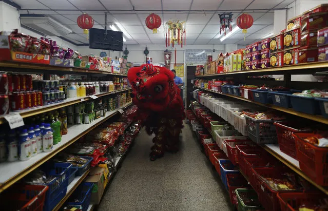 Dancers perform a lion dance inside a local shop during celebrations of the Chinese Lunar New Year of the Monkey in Chinatown in Panama City, Panama, February 8, 2016. (Photo by Carlos Jasso/Reuters)