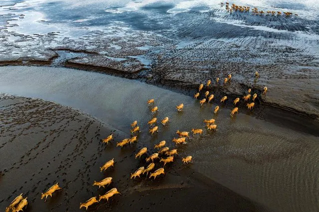 This aerial photo taken on November 13, 2023 shows a herd of elk walking at Dafeng Elk National Nature Reserve in Yancheng, in China's eastern Jiangsu province. (Photo by AFP Photo/China Stringer Network)