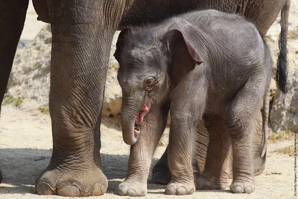 Munich Zoo Presents Baby Elephant