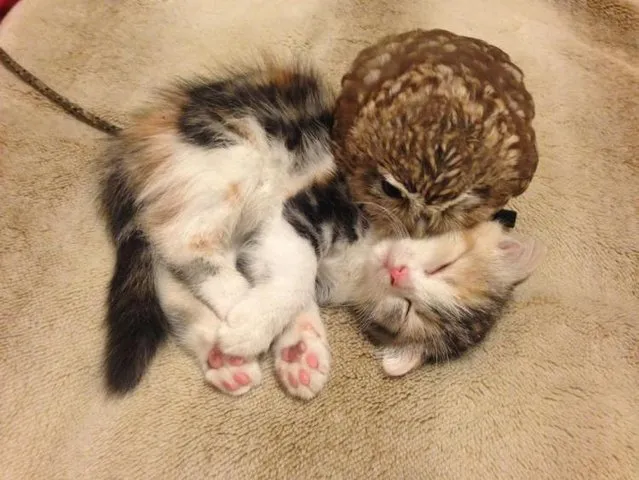 Kitten And Owl Are Best Friends