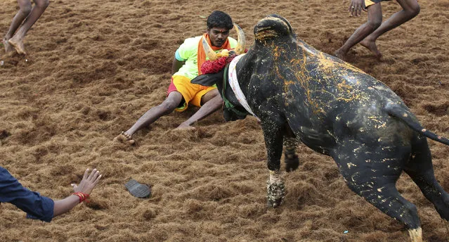 In this Wednesday, January 16, 2019, photo, a bull charges towards a tamer during a traditional bull-taming festival called Jallikattu, in the village of Palamedu, near Madurai, Tamil Nadu state, India. (Photo by Aijaz Rahi/AP Photo)