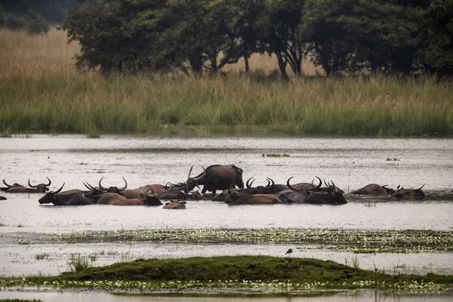 Wild buffalo cool off at the Pobitora wildlife sanctuary on the outskirts of Gauhati, India on August 16, 2021. (Photo by Anupam Nath/AP Photo)