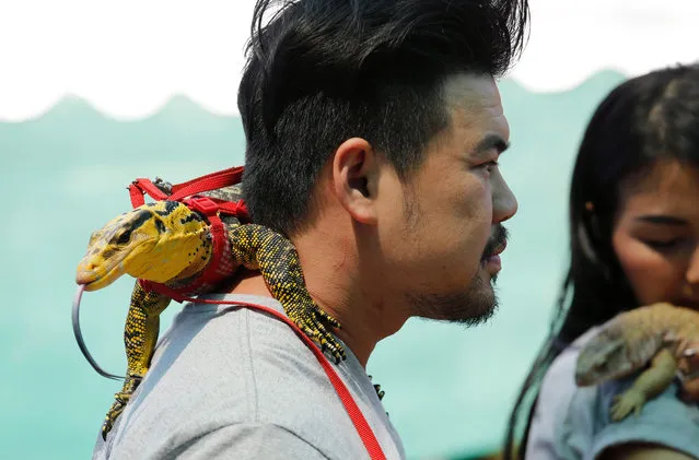 A picture made available 28 February 2016 of a pet lizard harnessed and on a lead, riding on the shoulder of its owner, during a pet show at Mahidol University, Bangkok, Thailand, 27 February 2016. Pet shows, once filled with dogs and cats, nowadays showcase Thai people's love for exotic, wilder species. Among the favorites of the exotic pets are Prairie Dog rodents from North America, snakes, and many species of lizards, large and small. Owls and foxes are also kept as pets. (Photo by Barbara Walton/EPA)