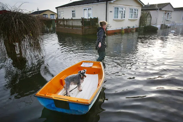 Christine Baker wades through flood water, pulling her dog Archie in a boat, at the Abbey Fields caravan park after the River Thames flooded on January 8, 2014 in Chersey, England. Parts of the United Kingdon are entering a third week of flooding and stormy conditions.  (Photo by Peter Macdiarmid/Getty Images)
