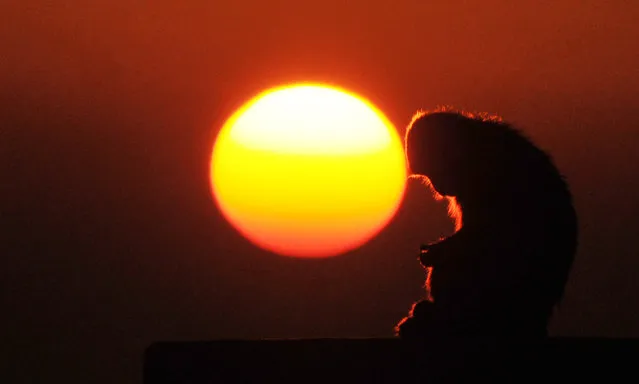 A monkey sits on the top of a building during sunset in Shimla, India on December 1, 2016. (Photo by AFP Photo/Stringer)