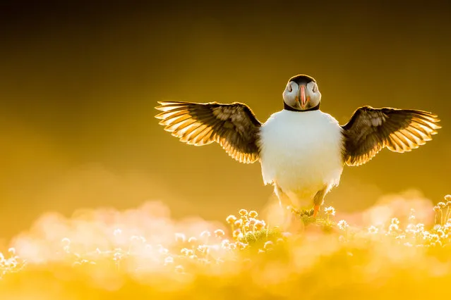 Portfolio award, winner: Puffins: Wing Stretch, Kevin Morgans, United Kingdom. (Photo by Kevin Morgans/2021 Bird Photographer of the Year)
