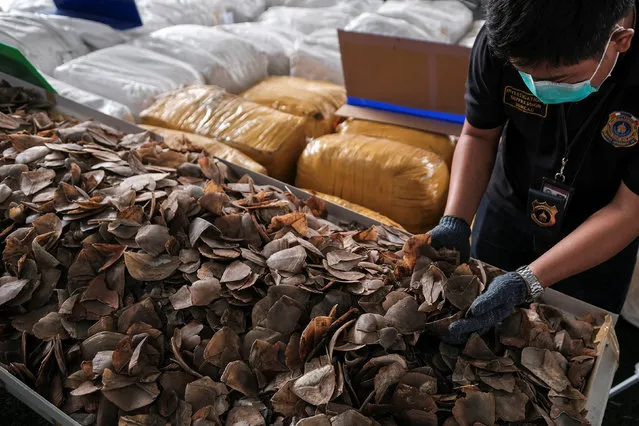 A customs officer holds up pangolin scales during a news conference at the customs department in Bangkok, Thailand, February 2, 2017. (Photo by Athit Perawongmetha/Reuters)