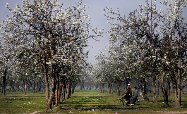 A man rides his bicycle in a park in Peshawar, Pakistan, Sunday, February 28, 2016. (Photo by Mohammad Sajjad/AP Photo)