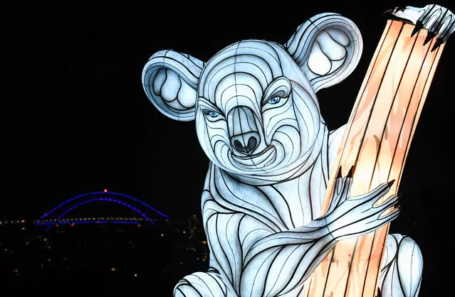 A koala lantern sculpture is illuminated with the city in the background during the media preview of Vivid Sydney at Taronga Zoo on May 19, 2019 in Sydney, Australia. (Photo by James D. Morgan/Getty Images)