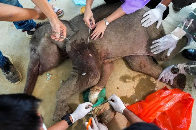 A three-month-old injured baby elephant, rescued after being caught in a hunter's trap and suffering from gunshot wounds receives medical treatment, at the Nong Nooch Tropical Garden in Chonburi, Thailand, December 2, 2021. (Photo by Athit Perawongmetha/Reuters)