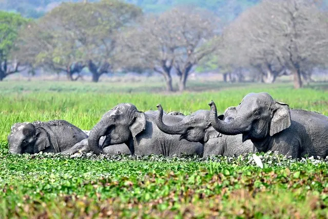 A herd of wild Asiatic elephants bathe at Khamrenga wetland in Thakurkuchi village, outskirts of Guwahati, April 1, 2024. (Photo by Biju Boro/AFP Photo)