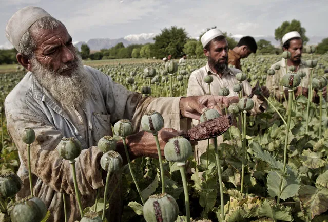 Afghan farmers collect raw opium as they work in a poppy field in Khogyani district of Jalalabad, east of Kabul, Afghanistan, Friday, May 10, 2013. Opium poppy cultivation has been increasing for a third year in a row and is heading for a record high, the U.N. said in a report. Poppy cultivation is also dramatically increasing in areas of the southern Taliban heartland, the report showed, especially in regions where thousands of U.S.-led coalition troops have been withdrawn or are in the process of departing. The report indicates that whatever international efforts have been made to wean local farmers off the crop have failed. (Photo by Rahmat Gul/AP Photo)