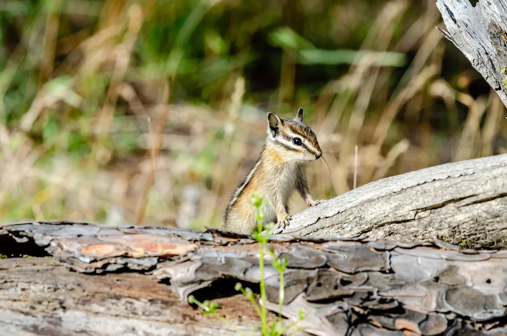 Some Photos: Animals