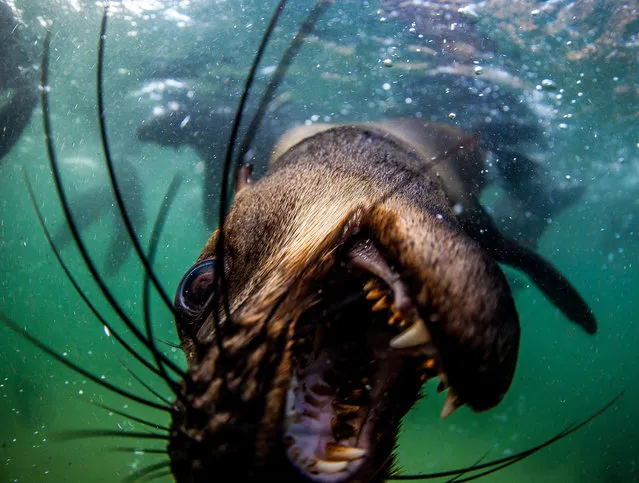 A seal tries to playfully bite the camera, taken on February 2016 in Plettenberg Bay, South Africa. (Photo by Rainer Schimpf/Barcroft Media)