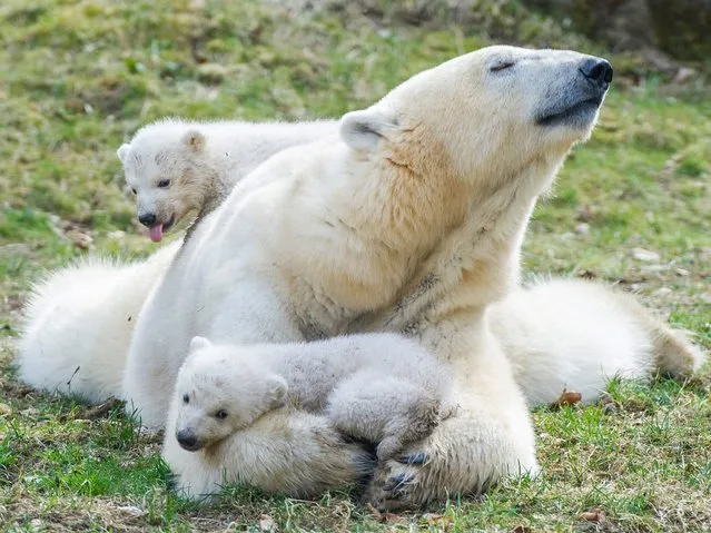 “Making a decision to have a child – it's momentous. It is to decide forever to have your heart go walking around outside your body”. – Elizabeth Stone. (Photo by Marc Mueller/EPA)