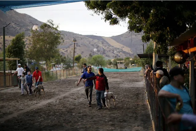 Trainers guide their greyhounds to take their positions for a race  at Santiago city, March 1, 2014. (Photo by Ivan Alvarado/Reuters)