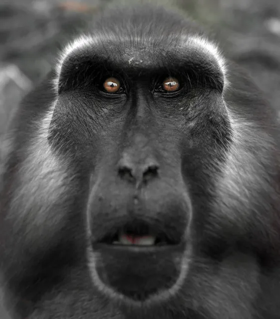 “Macaque”. Adulte macaque staring at me while I was photographing him.Great respect towards this beautiful living creature. Photo location: Paris, France. (Photo and caption by Bruce Thionville/National Geographic Photo Contest)