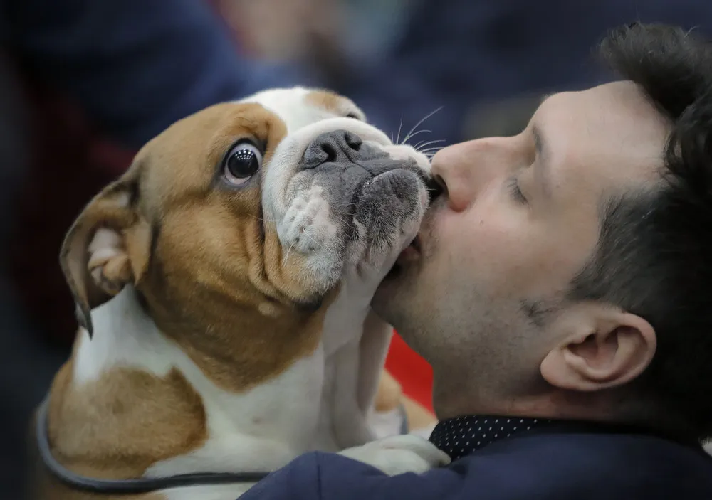 Pet Show in the Romanian Capital