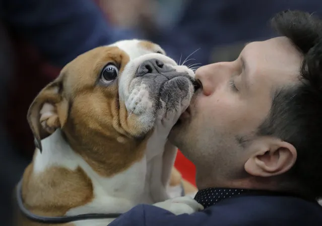 In this Sunday, March 12, 2017, picture an English bulldog gets a kiss from its owner, in Bucharest, Romania. More than 1,500 dogs and 150 cats from twelve countries were evaluated during a three day pet show and competition in the Romanian capital. (Photo by Vadim Ghirda/AP Photo)
