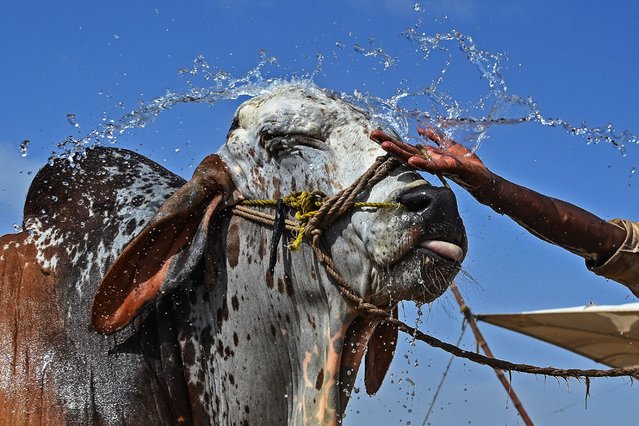 A livestock vendor gives bath to a bull at a cattle market ahead of the Muslim festival of Eid al-Adha, on the outskirts of Karachi on June 10, 2024. (Photo by Asif Hassan/AFP Photo)