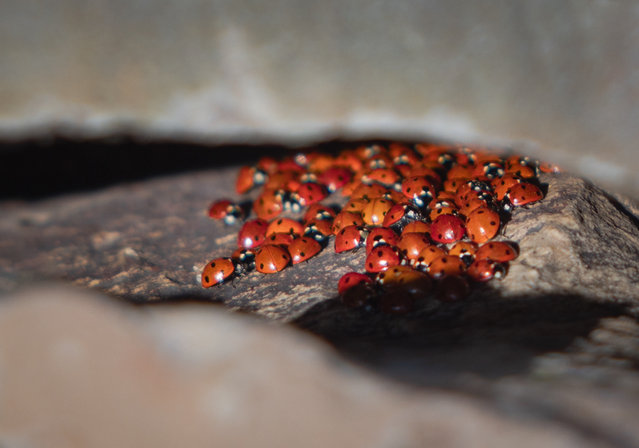 Ladybugs that live in colonies are seen at the Uludaz Hill with an altitude of 2 thousand 260 meters in Kahramanmaras, Turkiye on June 13, 2024. Uludaz Hill, where ladybugs live in colonies and attract attention with their colors and density, migrate, attracts the attention of visitors who come to the region for nature tourism. (Photo by Ahmet Aslan/Anadolu via Getty Images)