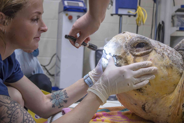 In this undated photo provided by the Brevard Zoo, Bubba, a 375-plus-pound loggerhead sea turtle, receives medical treatment at the Sea Turtle Healing Center at the Brevard Zoo in Melbourne, Fla. (Photo by Brevard Zoo via AP Photo)