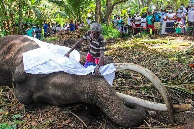 The mahout Wilson Kodituwakku places a white sheet on the body of Sri Lanka's sacred tusker Nadugamuwa Raja, who carried a golden casket of relics at an annual Buddhist pageant, in Weliweriya on March 7, 2022, as the death sparked a stream of mourners and calls for a state funeral. (Photo by AFP Photo/Stringer)