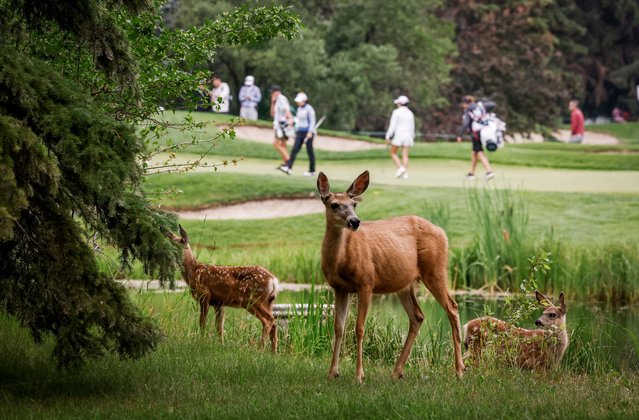 A mule deer doe and her two fawns graze as golfers pass by during the first round at the LPGA Canadian Women's Open golf tournament in Calgary, Alta., Thursday, July 25, 2024. (Photo by Canadian Press/Rex Features/Shutterstock)