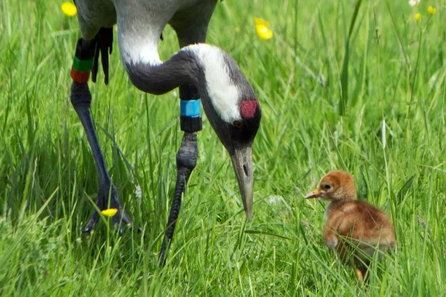 Undated handout photo issued by the Wildfowl & Wetlands Trust (WWT) of a crane chick with one of its parents at the Slimbridge Wetland Centre in Gloucestershire, one of two crane chicks to be hatched by Slimbridge cranes – Monty and Chris and the first in the west of Britain for 400 years. (Photo by Graham Hann/PA Wire/WWT)