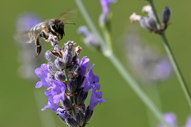 A bee collects pollen from Lavender flowers on a sunny day in the Bohemian Paradise in the Czech Republic on July 18, 2024. To collect pollen, female bees visit the ends of the stamens that contain lots of yellow pollen. (Photo by Slavek Ruta/ZUMA Press Wire/Rex Features/Shutterstock)