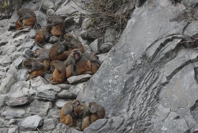 Monkeys huddle to keep themselves warm at Swayambhunath Stupa in Kathmandu, Nepal, Wednesday, January 8, 2020. Swayambhunath Stupa is also known as the monkey temple, due to the large number of monkeys inhabiting the area. (Photo by Niranjan Shrestha/AP Photo)