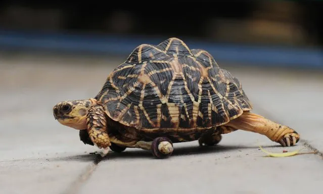 An Indian star tortoise uses a prosthetic wheel fitted after an injury to move around inside the Araingar Anna Zoological park in Chennai on June 16, 2016. The tortoise was bitten during an encounter with a mongoose in the park, losing one its front legs. The tortoise underwent a 30 minute operation at the zoological park animal hospital to attach a prosthetic wheel to the underside of his shell, which now helps him to move around. (Photo by Arun Sankar/AFP Photo)