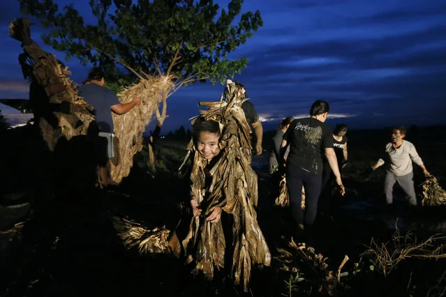 Villagers soak themselves in mud before covering themselves with banana leaves before attending a mass in a bizarre annual ritual to venerate their patron saint, John the Baptist, Friday, June 24, 2016 at Bibiclat, Aliaga township, Nueva Ecija province in northern Philippines. (Photo by Bullit Marquez/AP Photo)