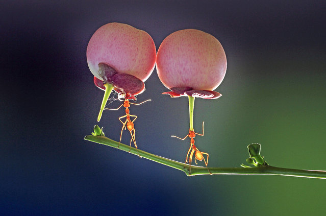 The strength of a weaver ant carrying fruit in Indonesia in the last decade of August 2024 is equivalent to the average man or woman picking up a minibus. (Photo by Ridho Arifuddin/Solent News)