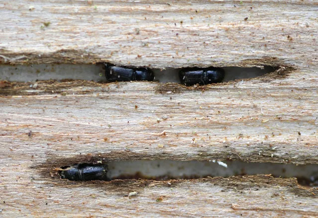 European spruce bark beetles (ips typographus) dig into a spruce tree under water stress on July 25, 2019 in a forest suffering from drought in Hoexter, western Germany. (Photo by Ina Fassbender/AFP Photo)