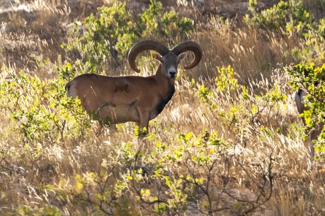 Anatolian wild sheep, an endemic species unique to Turkiye, are spotted at the Bozdag Wildlife Development Center in Konya. Turkiye on September 29, 2024. The wild sheep, monitored 24/7 by cameras, live in groups within the steppe structures of the mountain range at altitudes between 1000 and 1700 meters, in a 60,000-hectare area under the jurisdiction of the 8th Regional Directorate of Nature Conservation and National Parks. (Photo by Seyit Konyali/Anadolu via Getty Images)