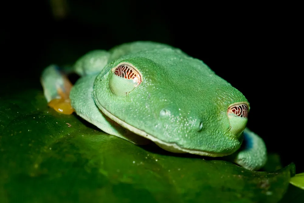 Agalychnis callidryas – The Red-eyed Treefrog