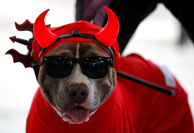 A dog takes part in a Halloween pet costume competition, in Vina del Mar, Chile on October 30, 2024. (Photo by Rodrigo Garrido/Reuters)