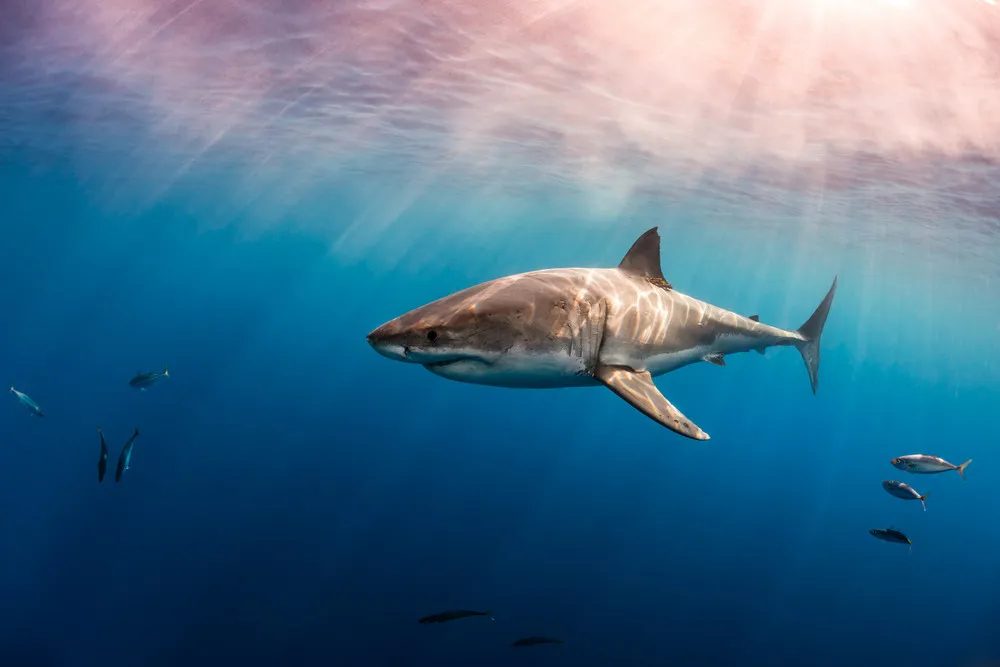 Shark Photos by Todd Bretl