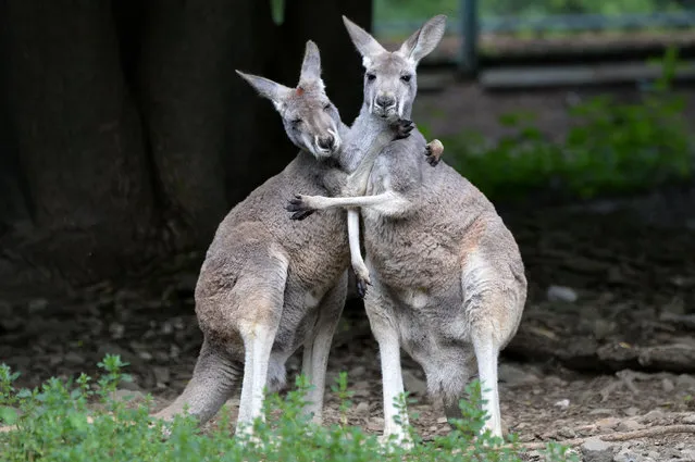 Two red kangaroos (Macropus rufus) are seen playing together at the city zoo in Olomouc in the Czech Republic on June 22, 2022. (Photo by Slavek Ruta/Rex Features/Shutterstock)