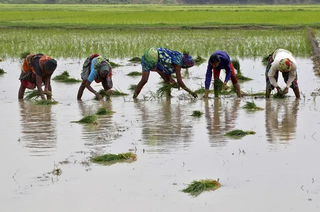 Farmers plant saplings in a paddy field in Allahabad, India, July 8, 2016. (Photo by Jitendra Prakash/Reuters)