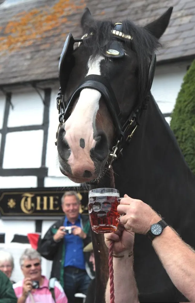 Wadworths Brewery Shire Horses Start Their Annual Fortnight Holiday