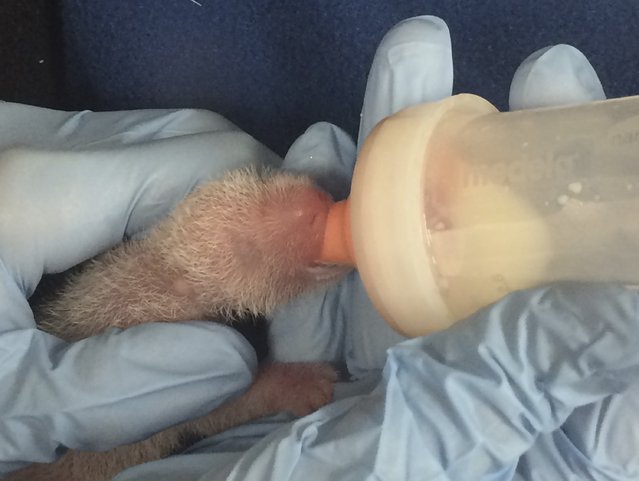 A smaller of two panda cubs born to Giant Panda Mei Xiang August 22 is fed from a bottle at the Smithsonian's National Zoo in Washington, in this picture taken August 24, 2015. The smaller of twin panda cubs born over the weekend to giant panda Mei Xiang died on Wednesday afternoon, Washington's National Zoo said. (Photo by Shellie Pick/Reuters/Smithsonian's National Zoo)
