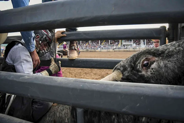 A cowboy gears up for some bull riding at the 2022 Garfield County Fair and Rodeo Xtreme Bull Riding night in Rifle, Colo., on Wednesday, August 3, 2022. (Photo by Chelsea Self/Glenwood Springs Post Independent via AP Photo)
