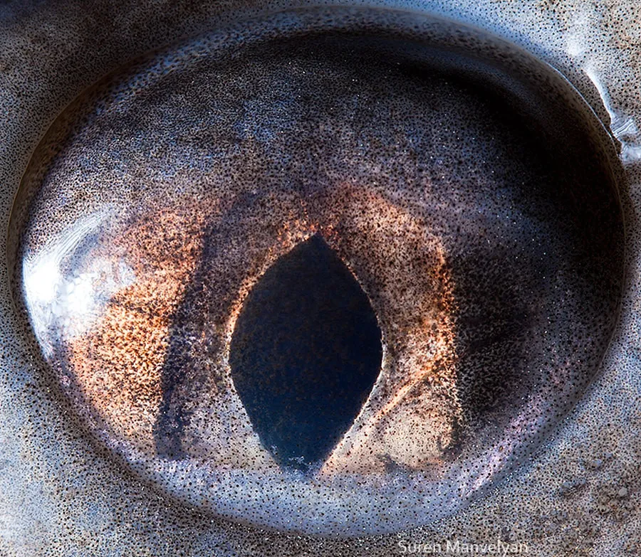 Animal Eyes by Suren Manvelyan