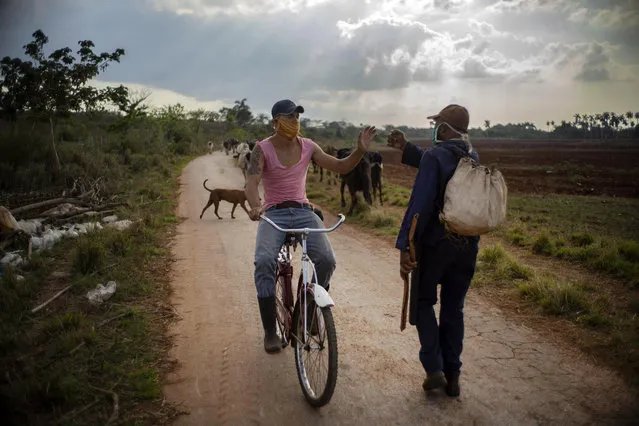 Cowherd Arcia Mendoza, right, wearing a mask as a precaution against the spread of the new coronavirus greets another worker while herding the cows in Caimito, Cuba, Wednesday, April 22, 2020. Cuban authorities are requiring the use of masks for anyone outside their homes. (Photo by Ramon Espinosa/AP Photo)
