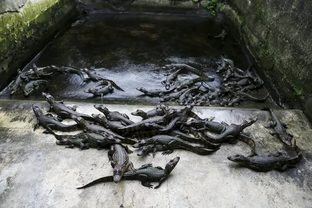 Young acutus crocodiles are pictured at Panagator, a sustainable crocodile farm, on the outskirts of Panama City September 11, 2015. (Photo by Carlos Jasso/Reuters)