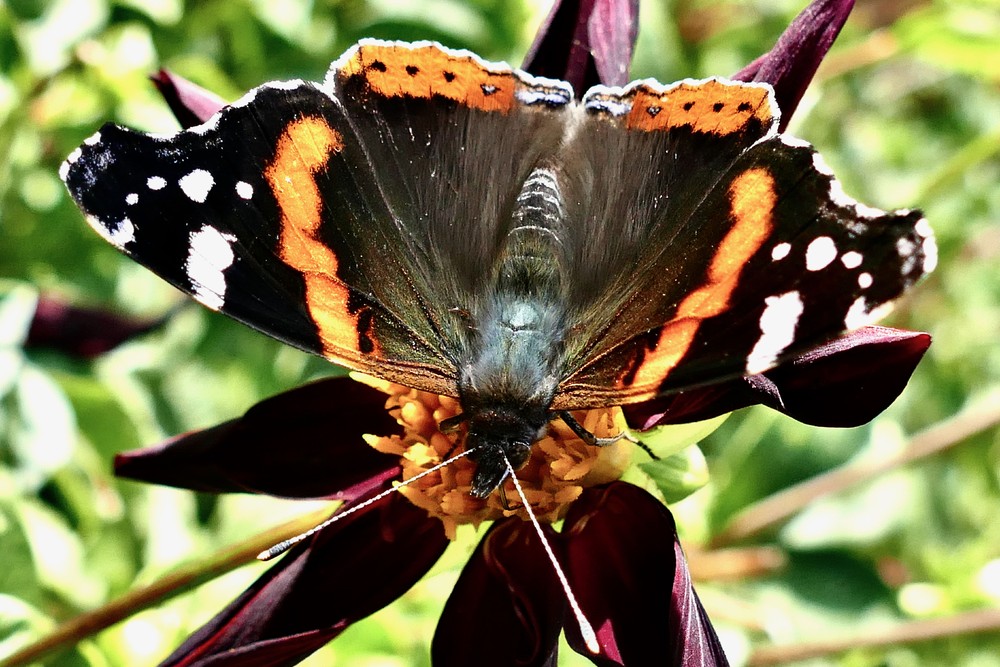 Some Photos: Insects