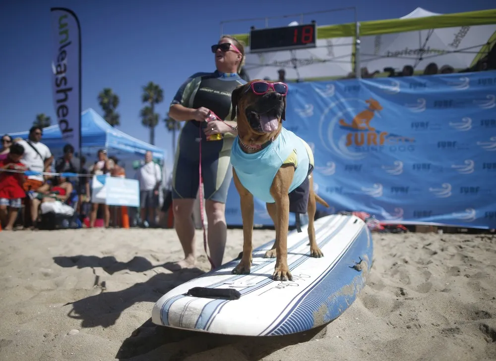 The 6th Annual Surf City Surf Dog Contest in California